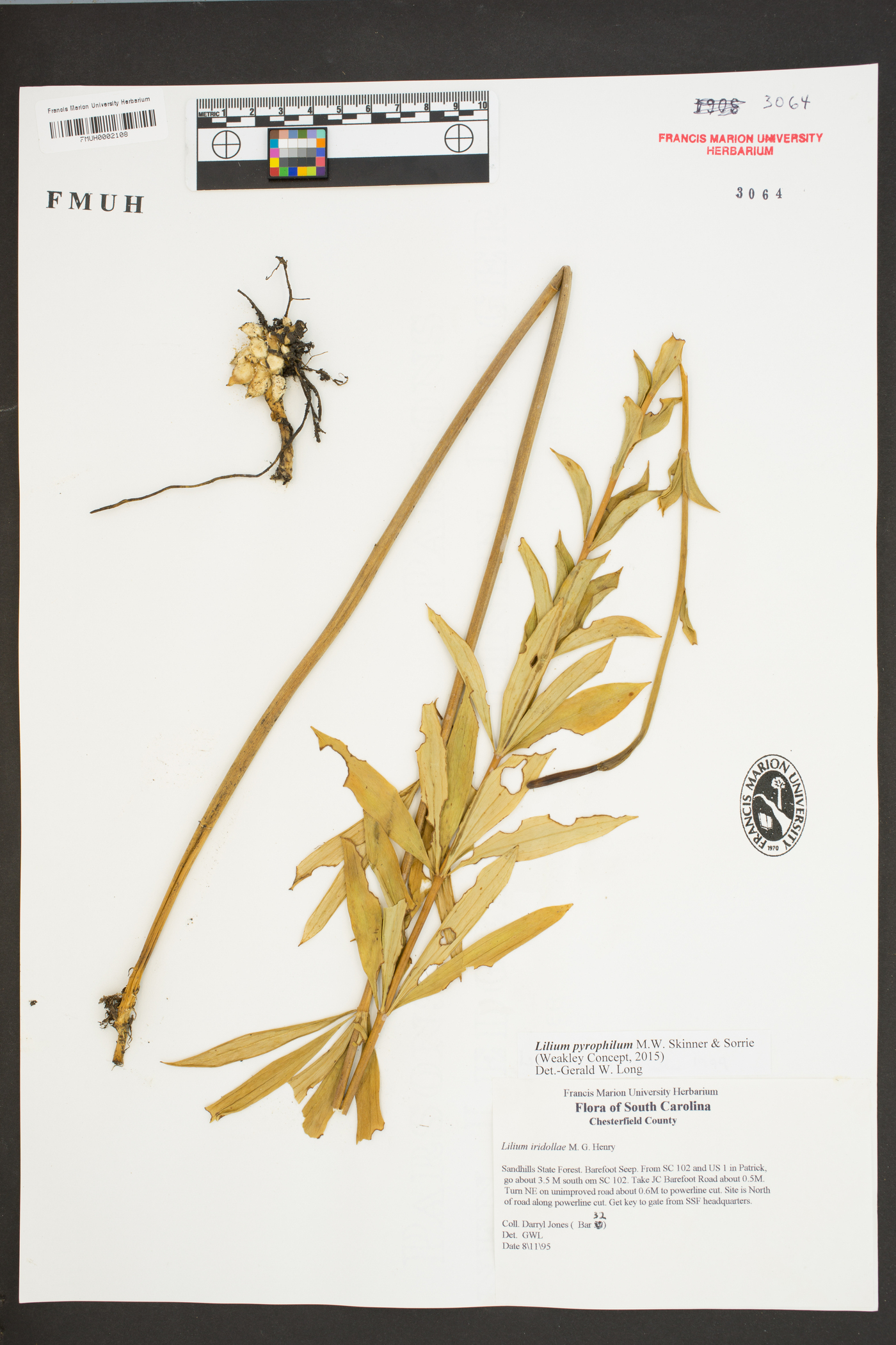 Lilium pyrophilum image