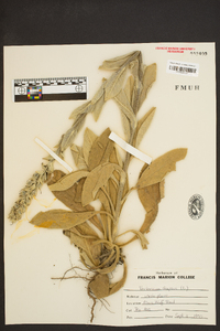 Verbascum thapsiforme image