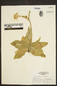 Arnica acaulis image