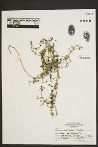 Galium hispidulum image