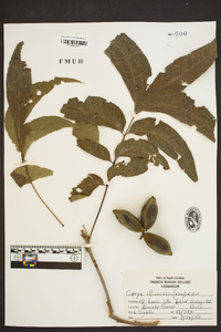 Carya illinoinensis image