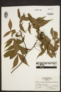 Carya pallida image