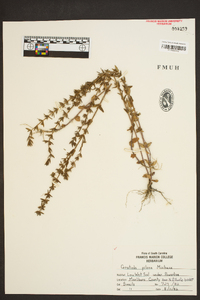 Gratiola pilosa image