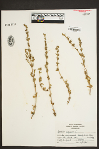 Gratiola virginiana image