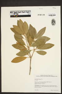 Illicium floridanum image