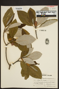 Magnolia virginiana image