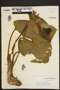 Nuphar lutea image