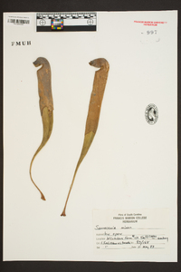 Sarracenia minor image