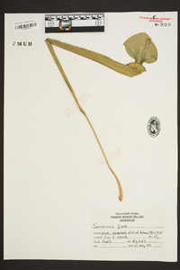 Sarracenia flava image