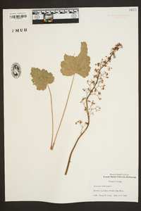 Heuchera americana image