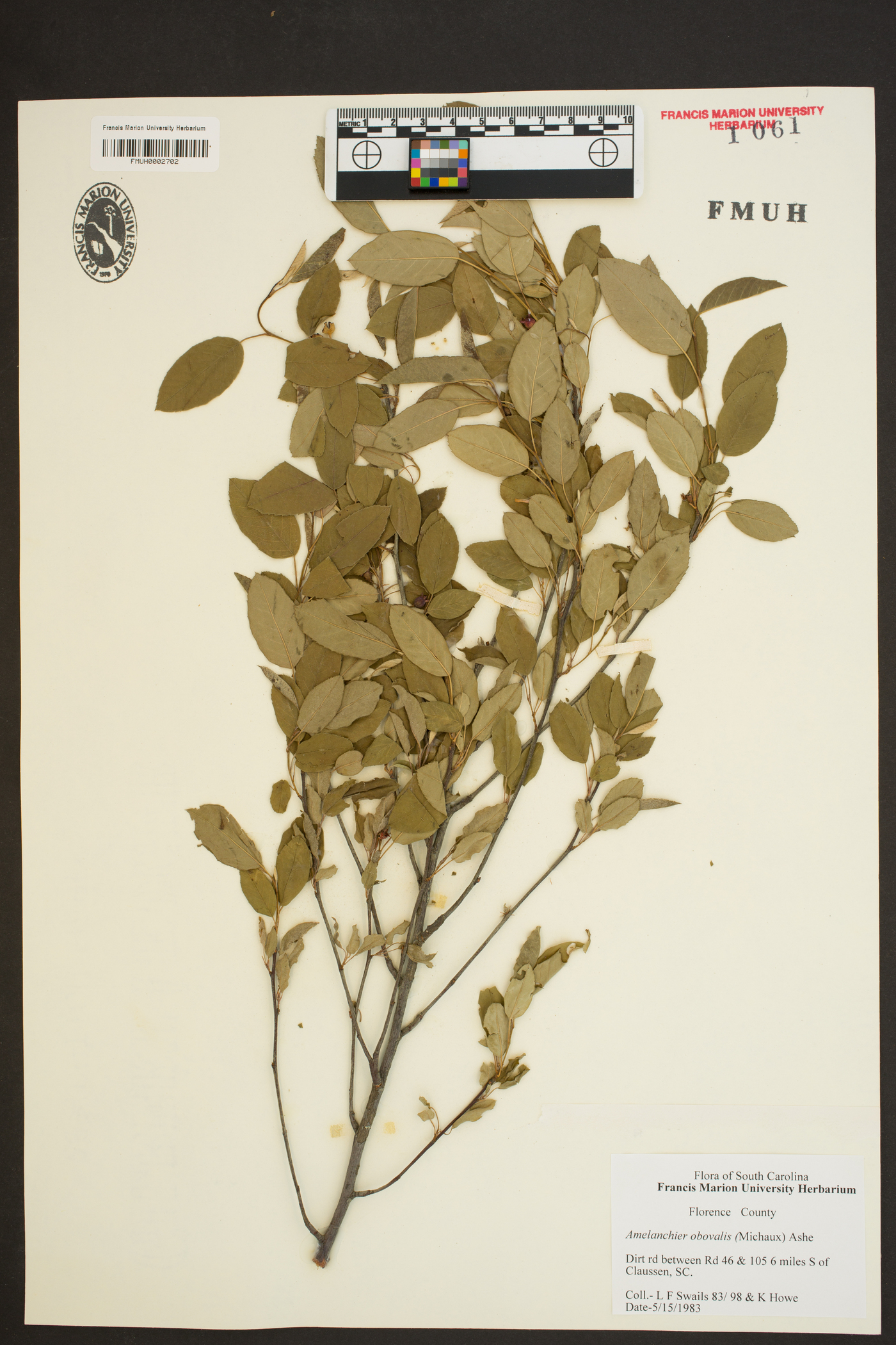 Amelanchier obovalis image