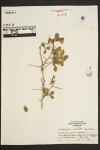 Crataegus uniflora image