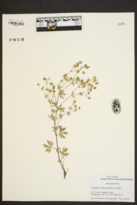 Potentilla robbinsiana image