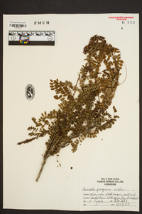 Amorpha georgiana image