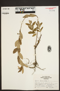 Spiraea tomentosa image