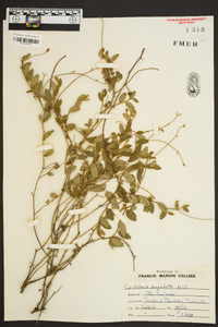 Crotalaria rotundifolia image