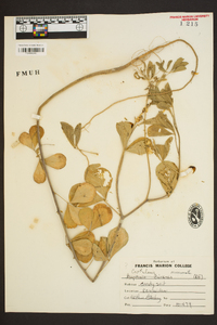 Crotalaria pallida image