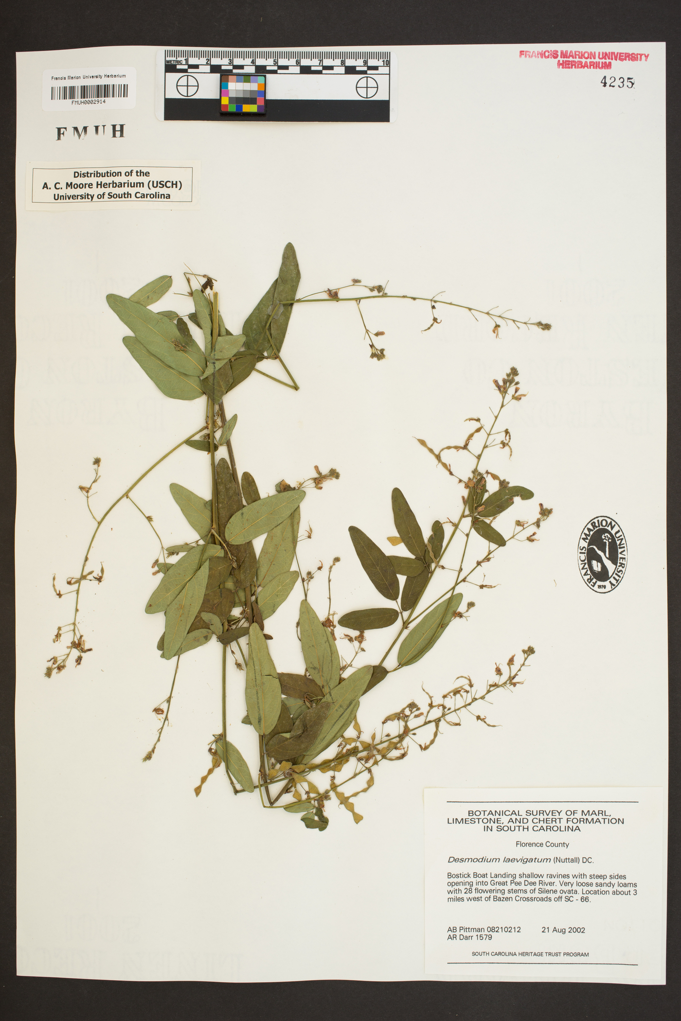 Desmodium laevigatum image