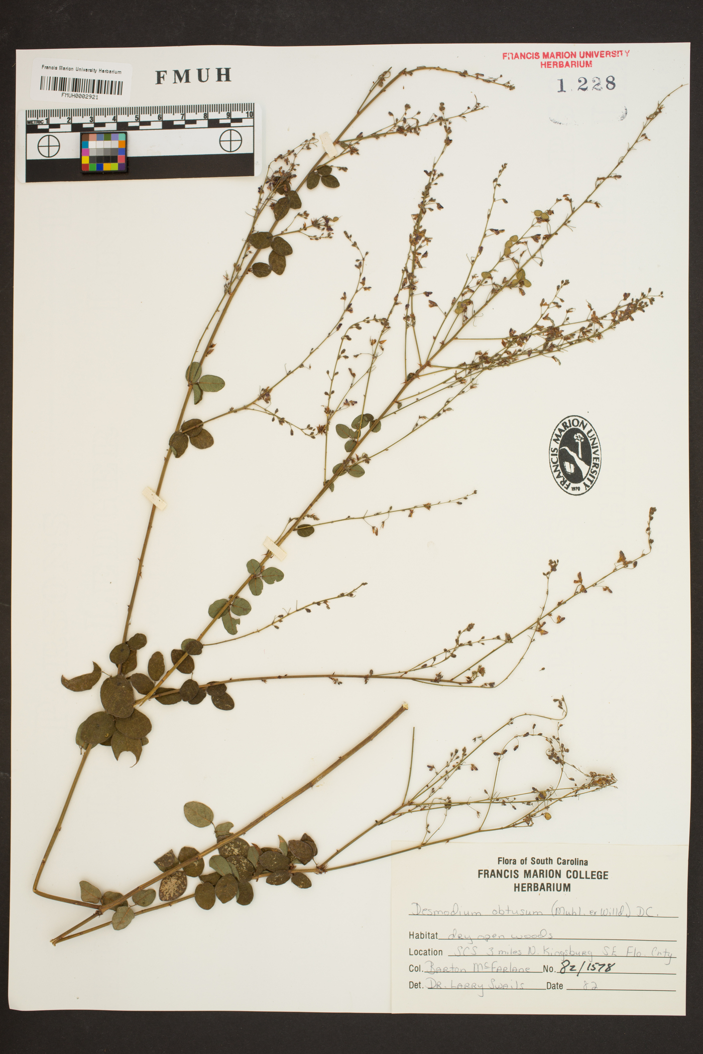 Desmodium obtusum image