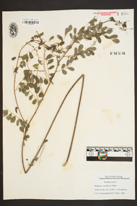 Indigofera caroliniana image