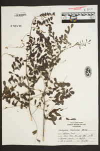 Indigofera caroliniana image