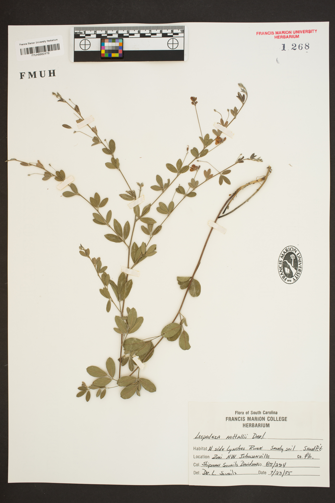 Lespedeza × nuttallii image