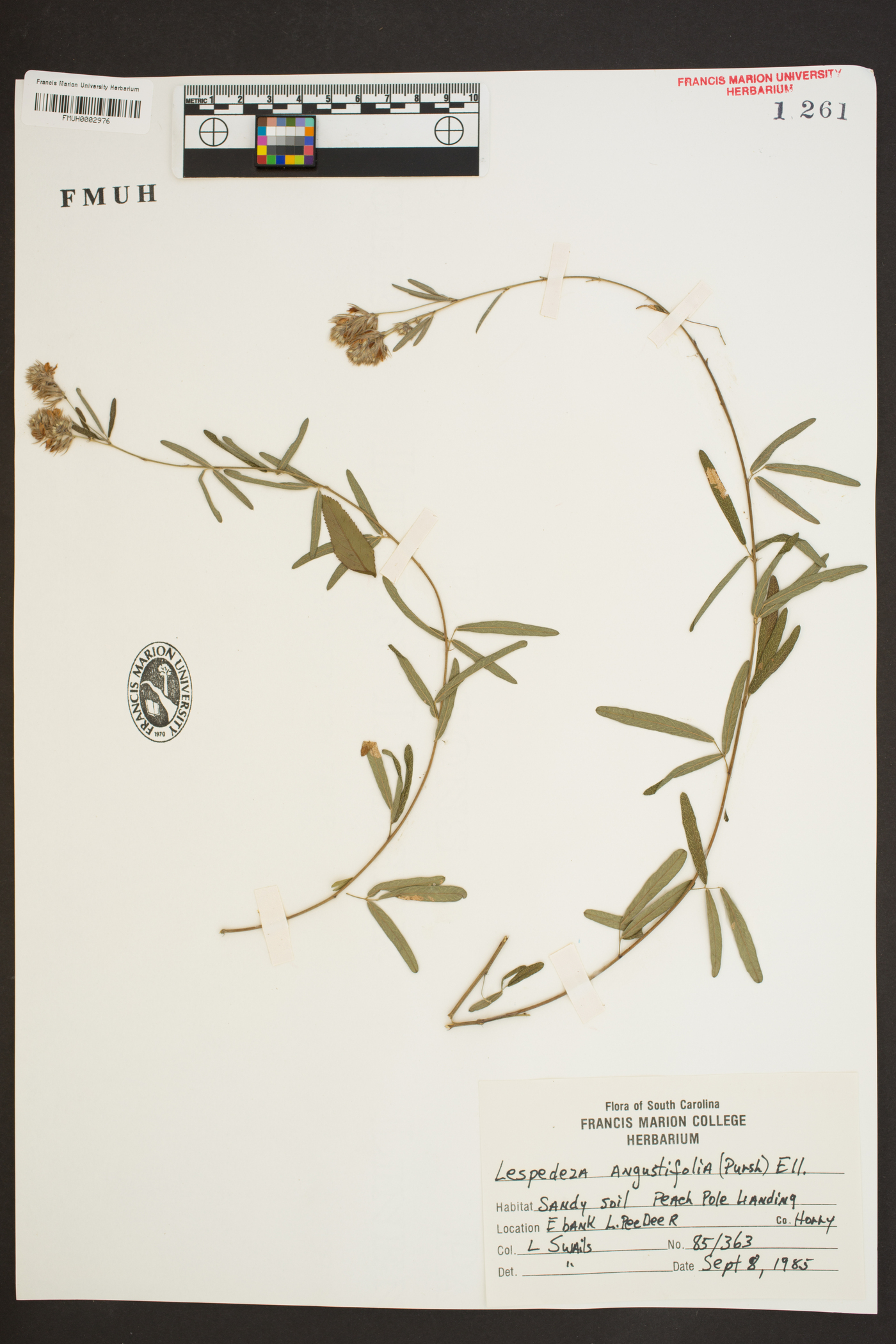 Lespedeza angustifolia image