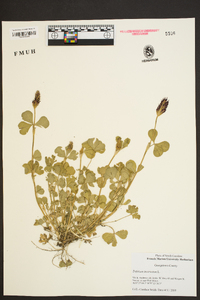 Trifolium incarnatum image