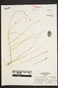 Linum virginianum var. floridanum image