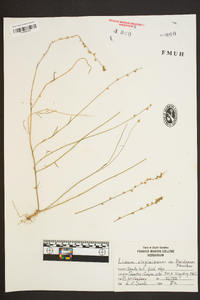 Linum virginianum image