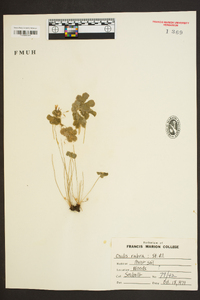 Oxalis rubra image