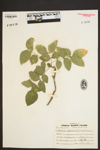 Zanthoxylum clava-herculis image