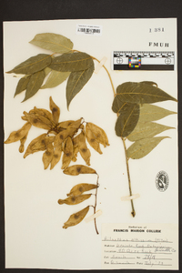 Ailanthus altissima image