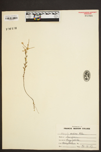 Polygala mariana image