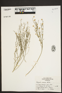 Polygala mariana image