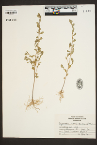 Phyllanthus caroliniensis image