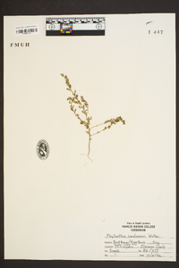 Phyllanthus caroliniensis image