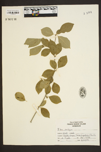 Ilex ambigua image