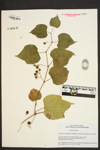 Vitis cinerea var. baileyana image