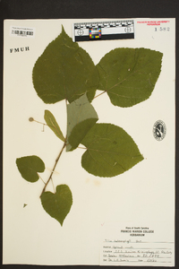 Tilia heterophylla image