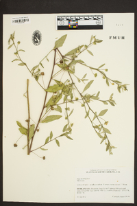 Sida rhombifolia image