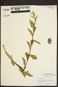 Sida rhombifolia image