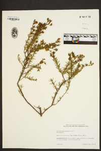 Hypericum fasciculatum image