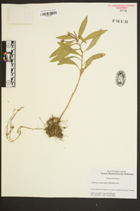 Ludwigia leptocarpa image