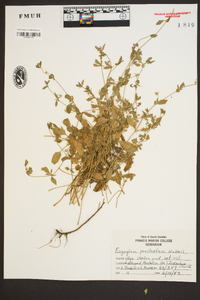 Eryngium prostratum image
