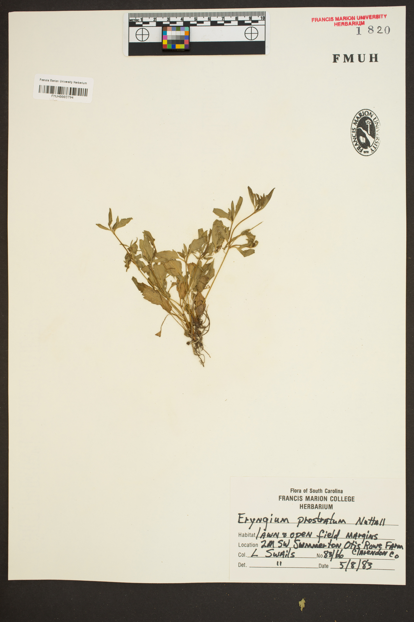 Eryngium prostratum image