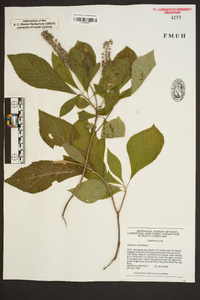 Clethra alnifolia image