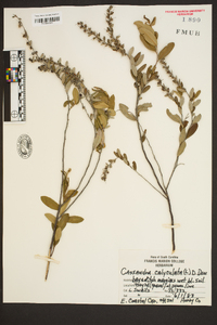 Cassandra calyculata image