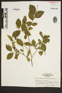 Leucothoe racemosa image
