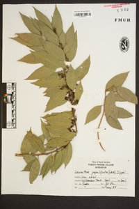 Leucothoe populifolia image